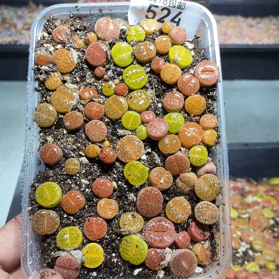 524当天凑满十八元包邮生石花