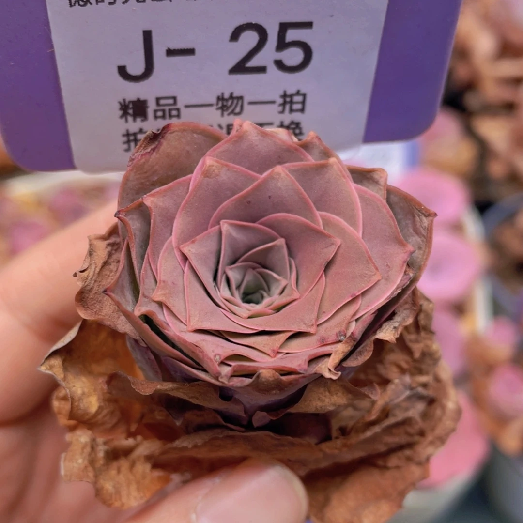 山地玫瑰J25满38包邮裸根发货