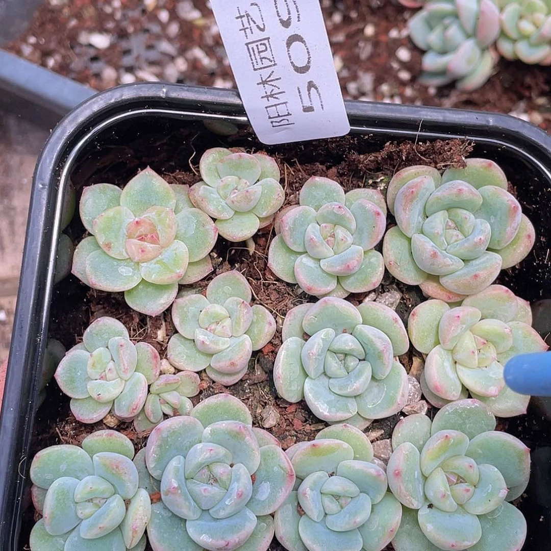 多肉植物多肉植物509