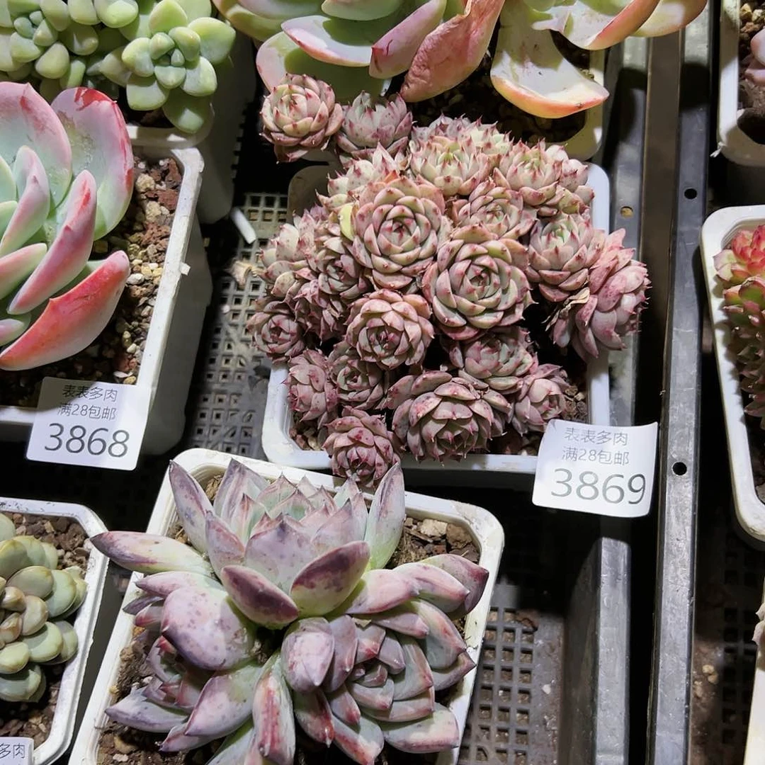 9号Y****y我们的确是3869