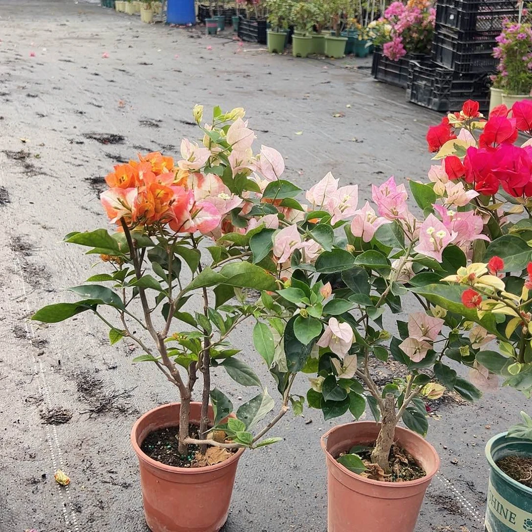 大部分花苞少量开放凤凰，奶油，拉非泰组合