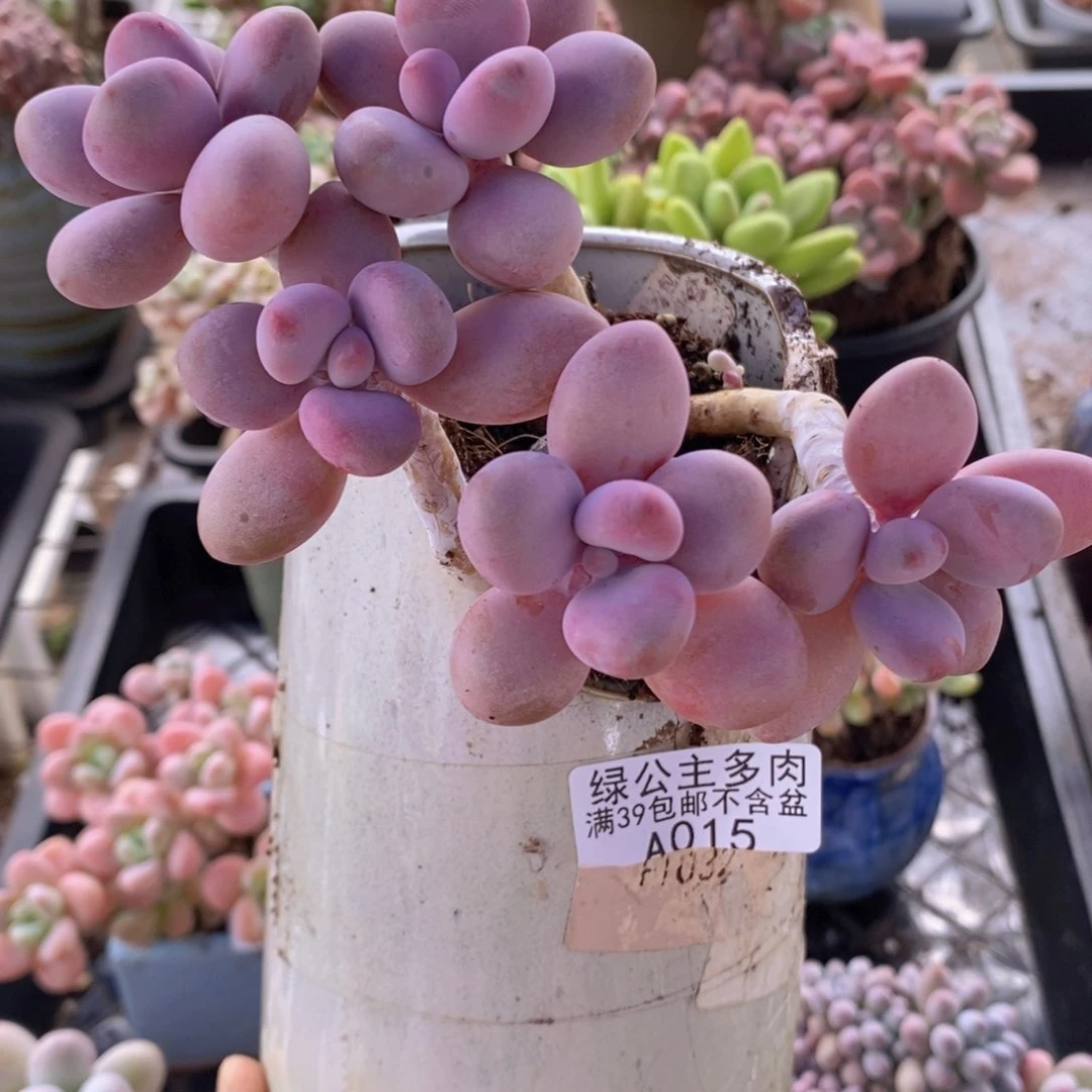 糖果桃蛋老桩10cm015多肉植物