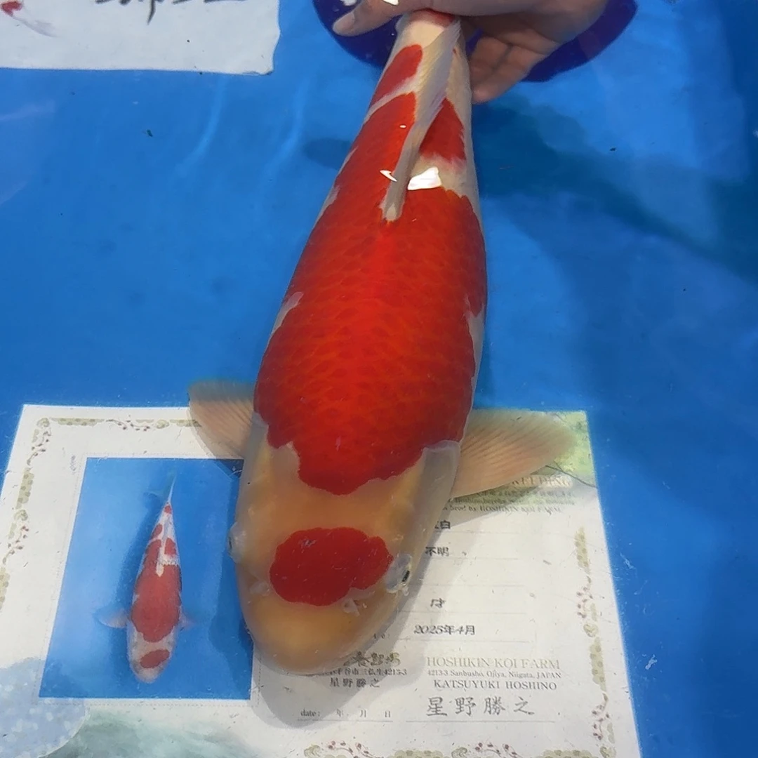 佛山兴隆锦鲤养殖有限公司
