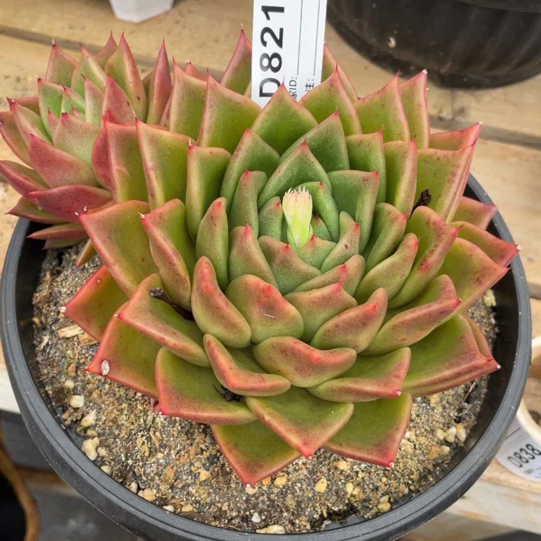 无花朵若如东云单拍D821