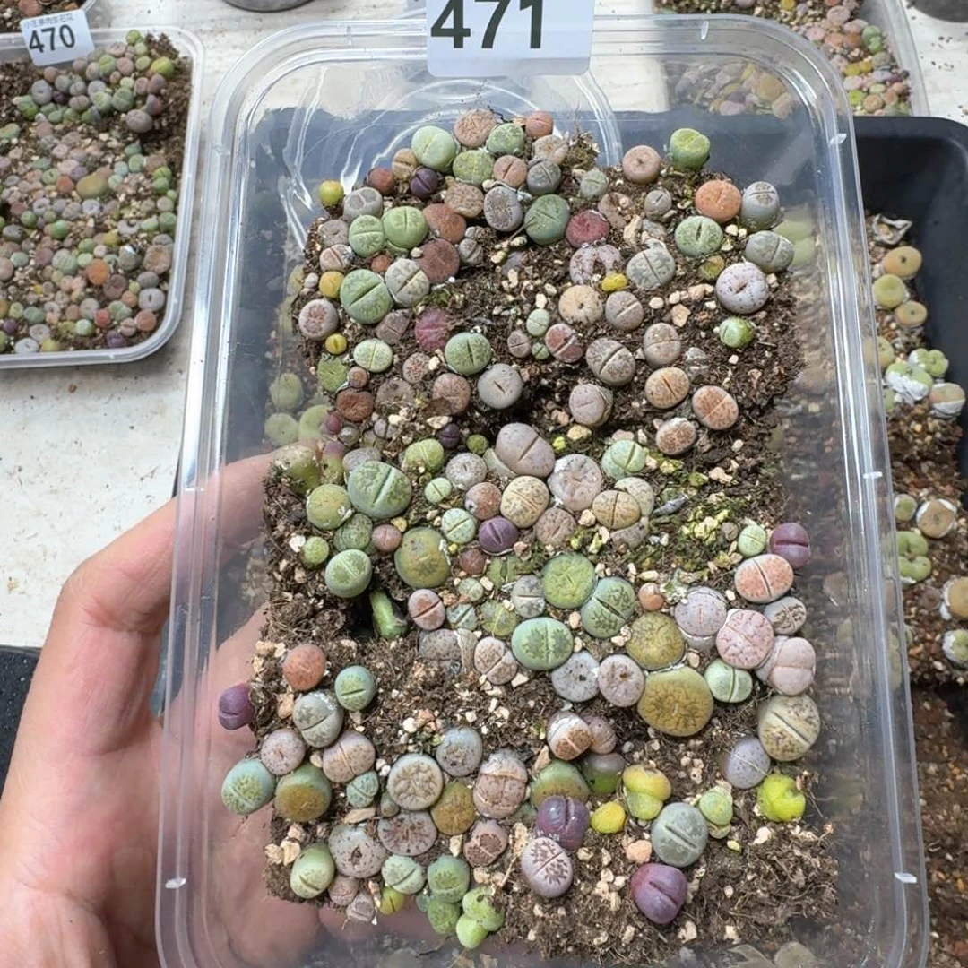 471。彩混合一大盒