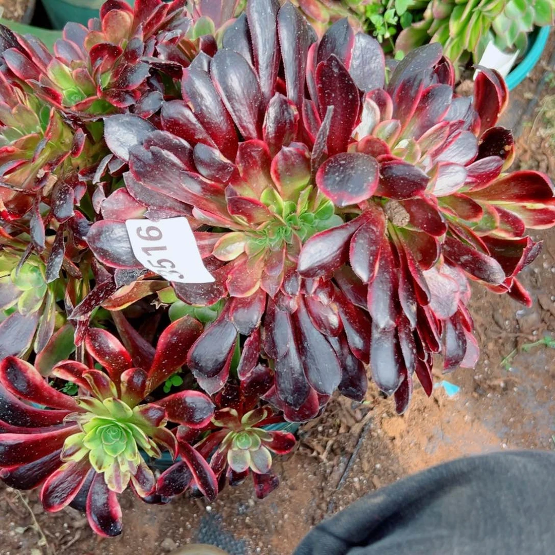 我3516 号多肉法师新年福利