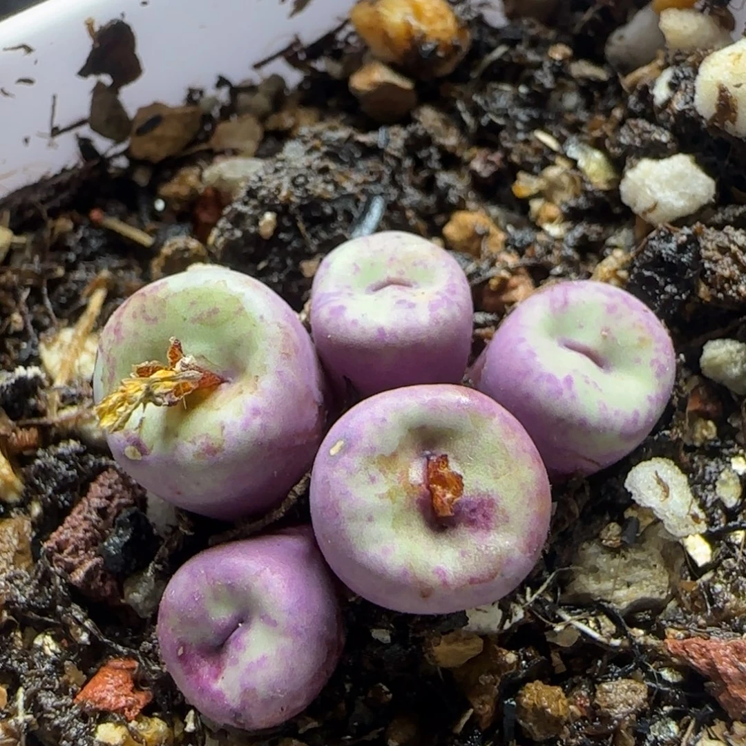 小红嘴群多肉植物453