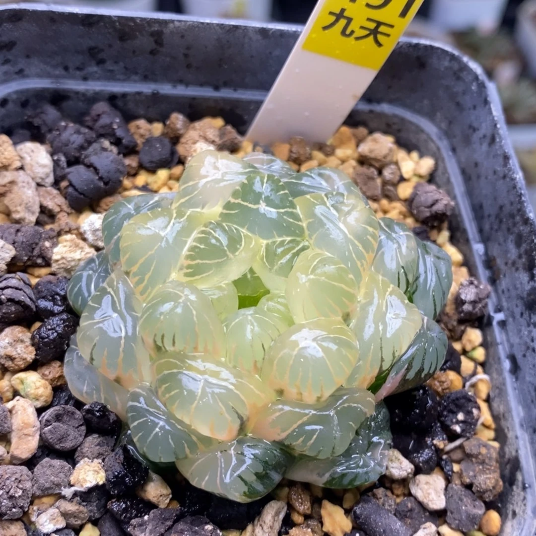 491号实生糊斑湖水锦