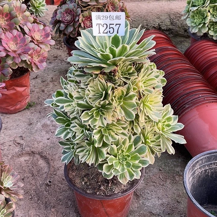 257艳凝多肉植物