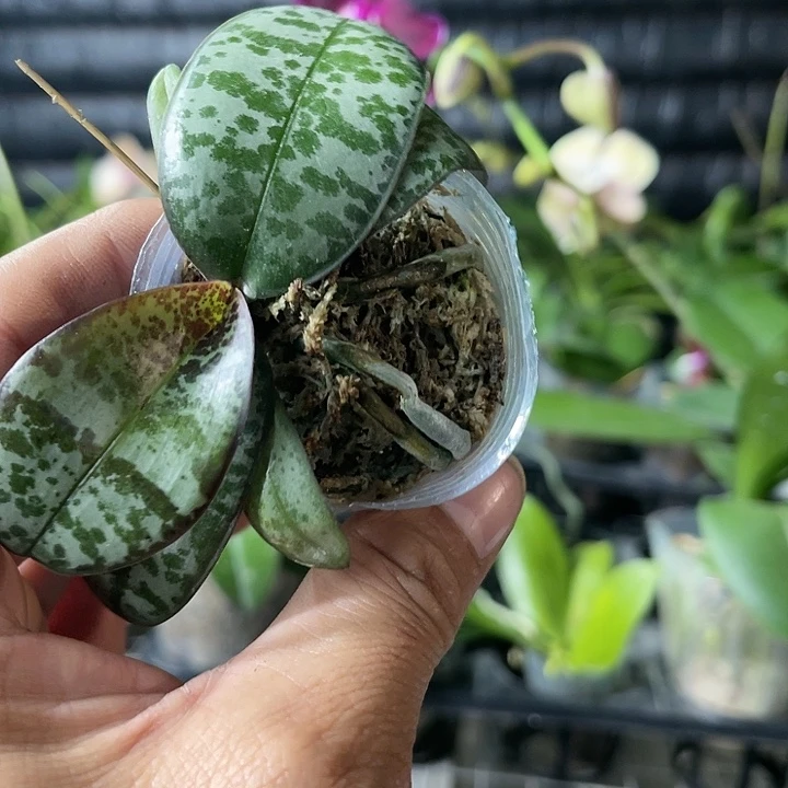 当前无花栽培后可以开花西雷利1.7