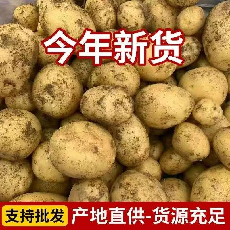 2026新鲜云南黄皮土豆农家高原自种批发5/10斤包邮粉面洋芋马铃薯