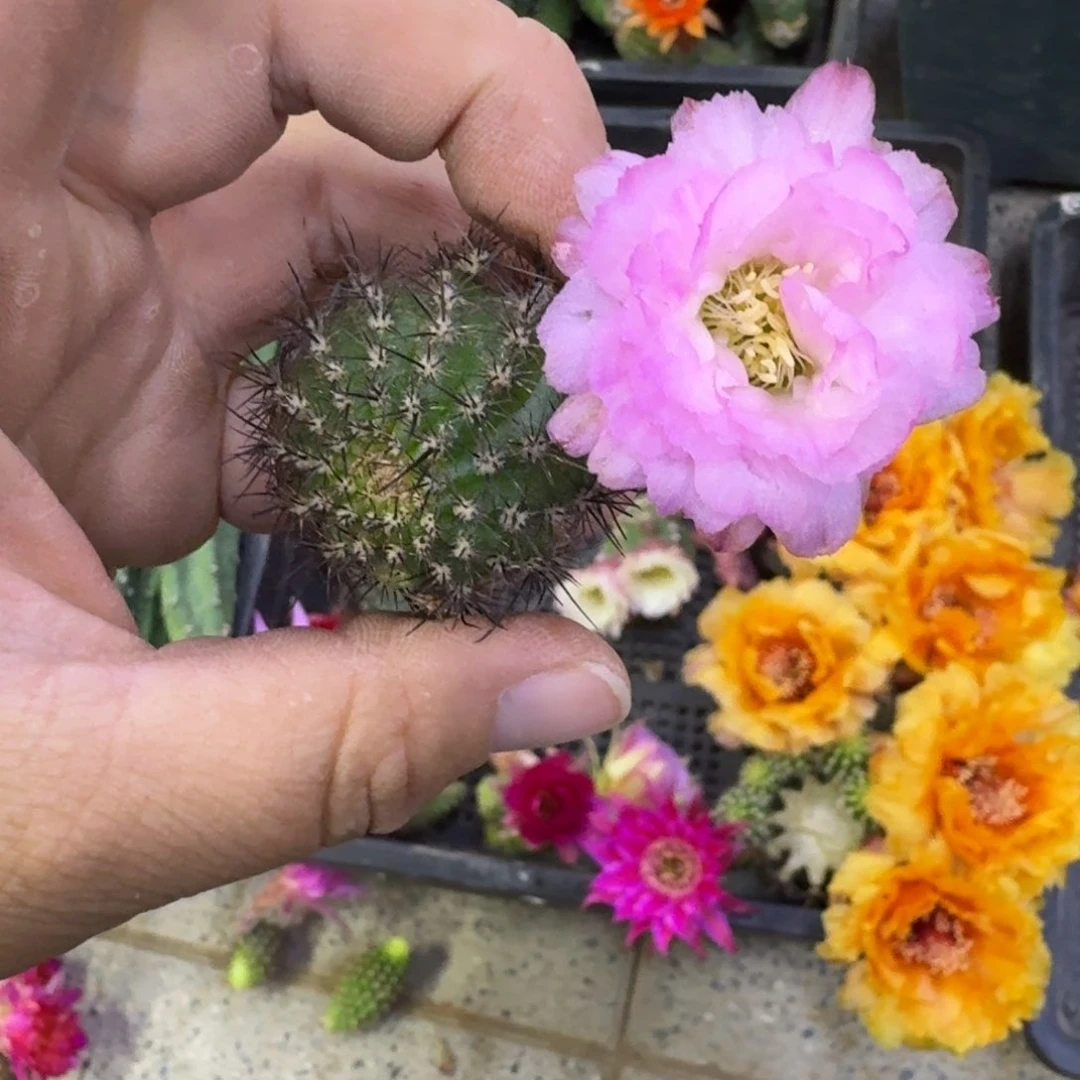 331白檀华丽粉2个无根侧牙小，20包邮