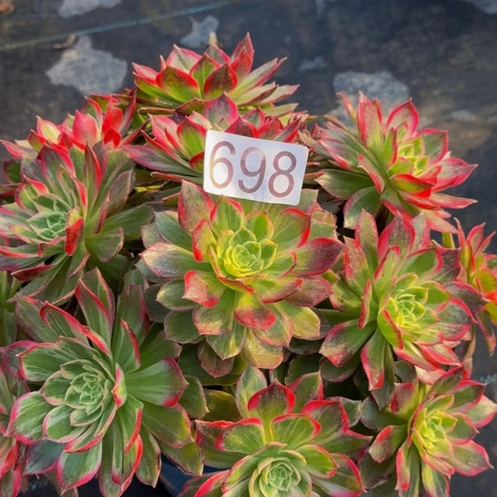 00000000000698万花筒