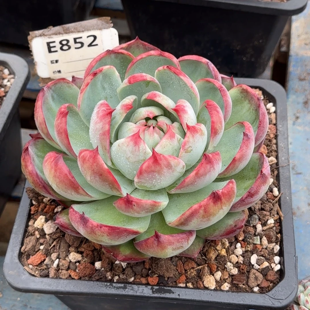 惊鸿一物一拍包装收缩花旱852