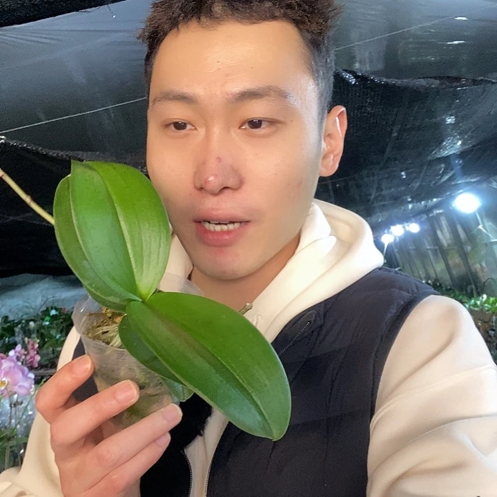 无花朵樱花公主福利