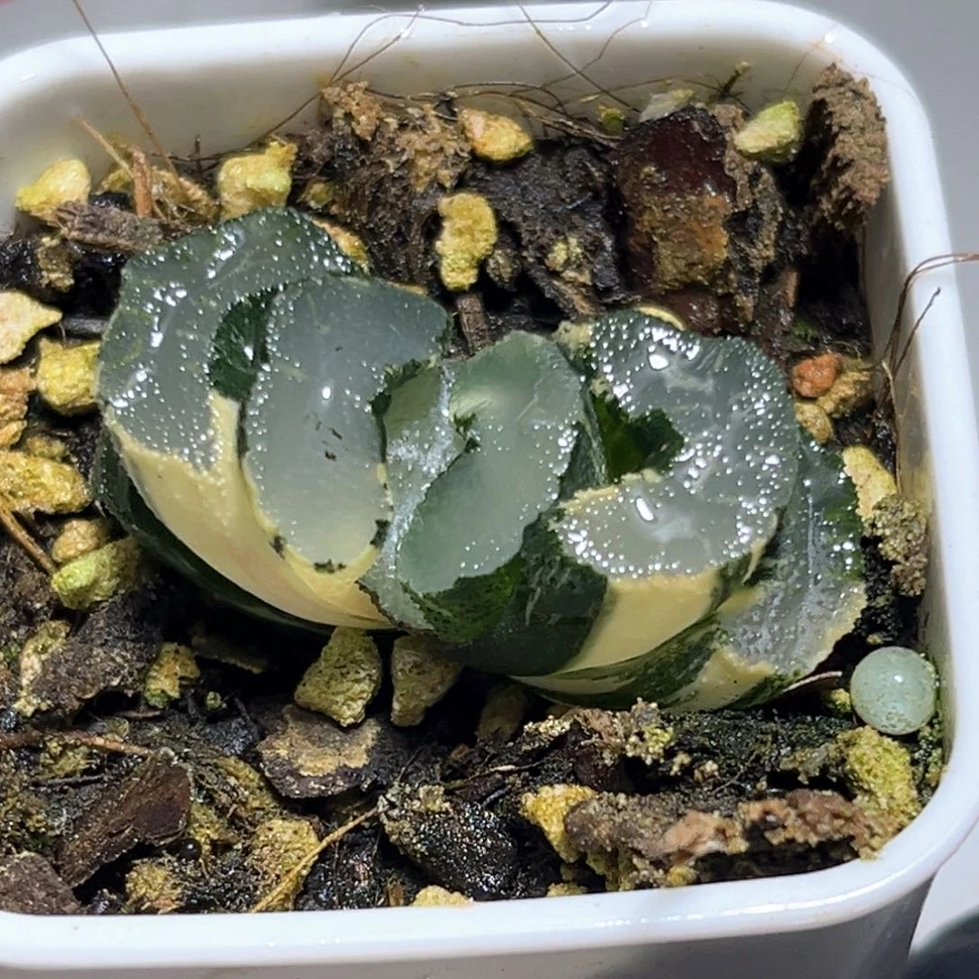 恭喜发财大吉大利1123