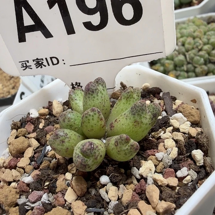 196。满38包邮肉锥