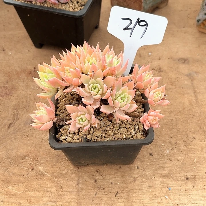 多肉植物，三色景219号