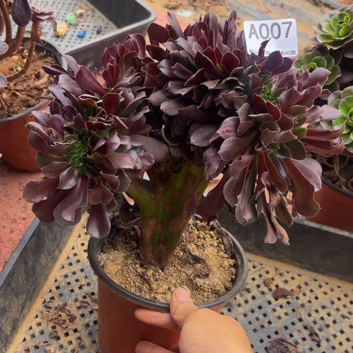 欧缀多肉植物007.