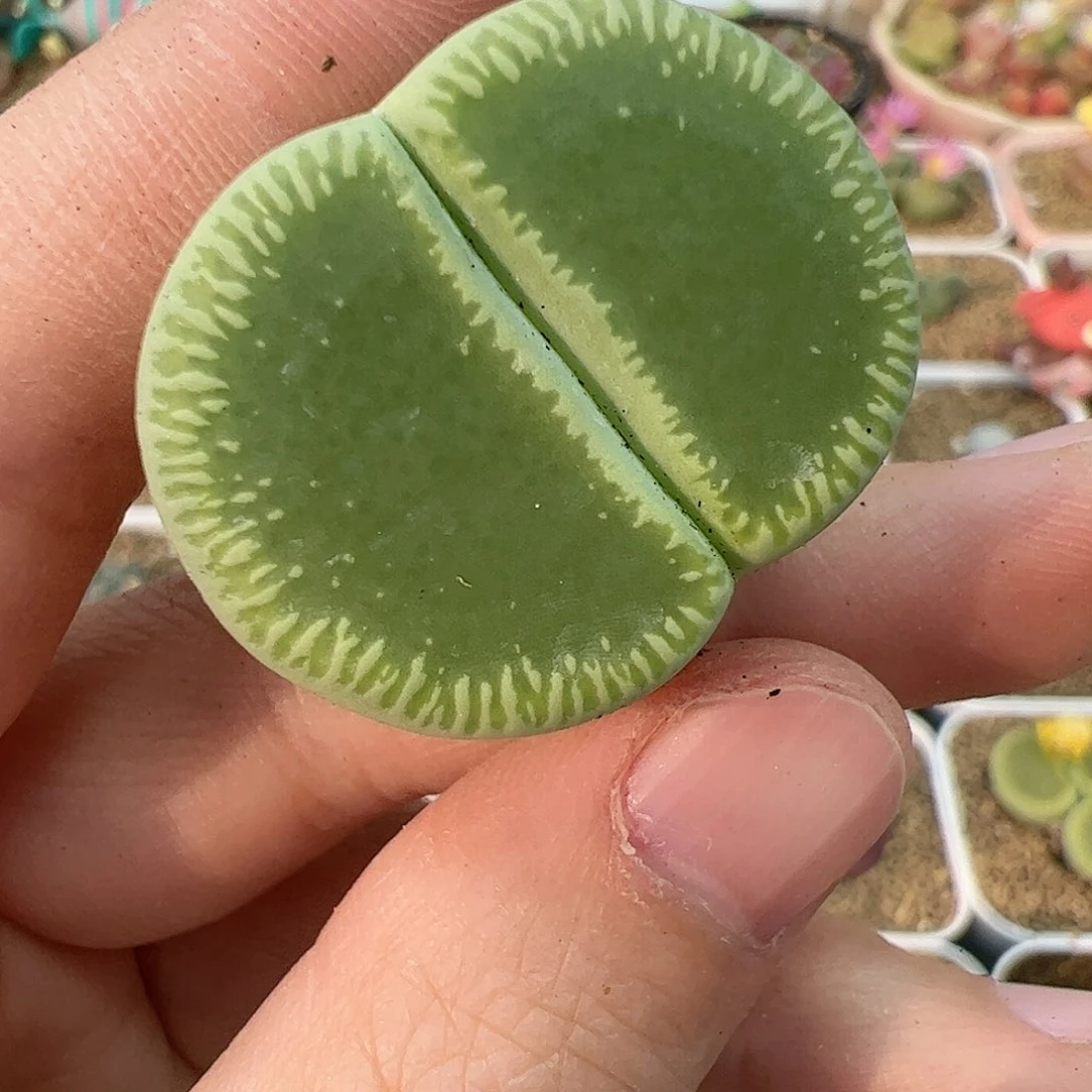 【闪购商品】243 绿光阳