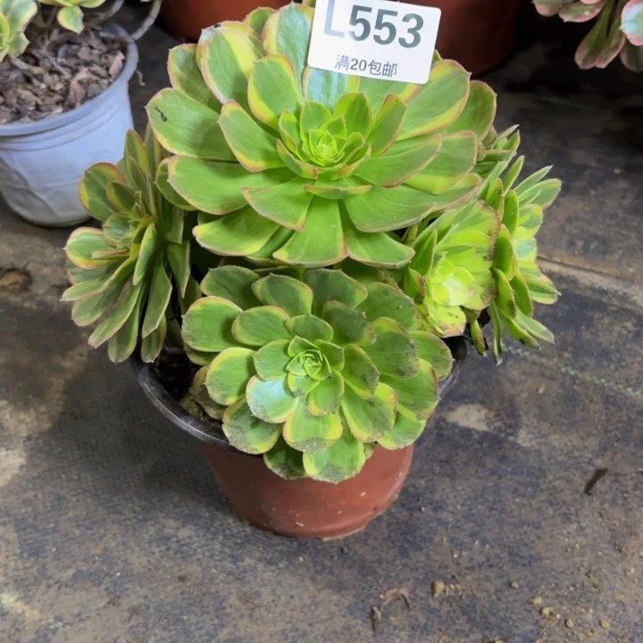 瑞妈多肉园艺553。