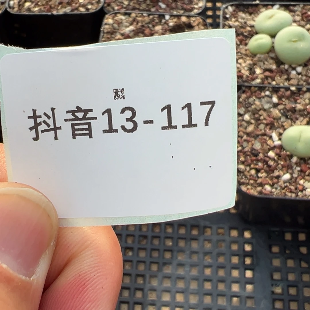 琳***宝13-117肉锥多肉植物
