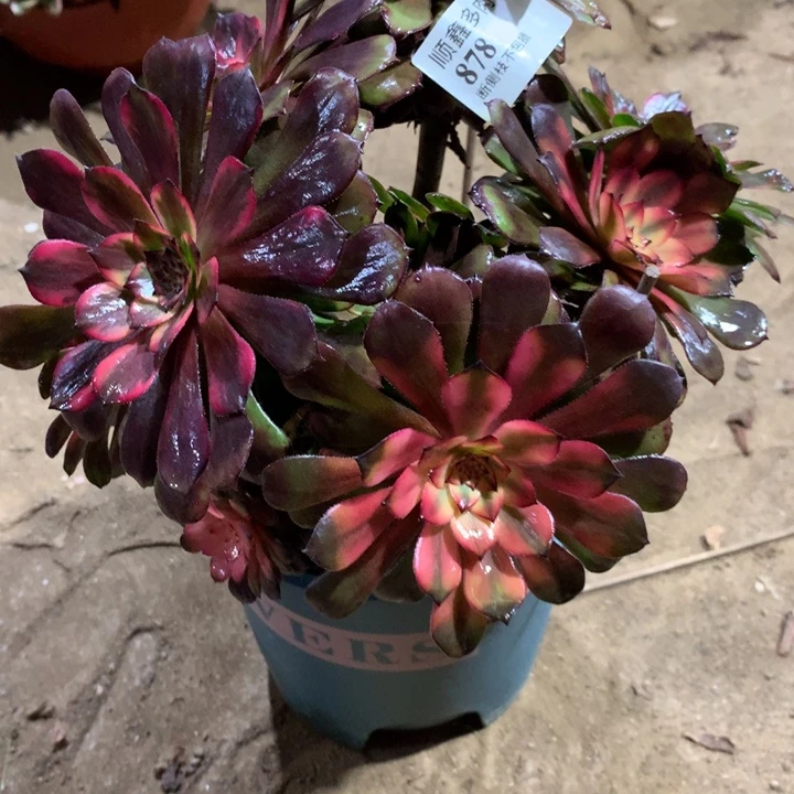 878烟花多肉植物特价
