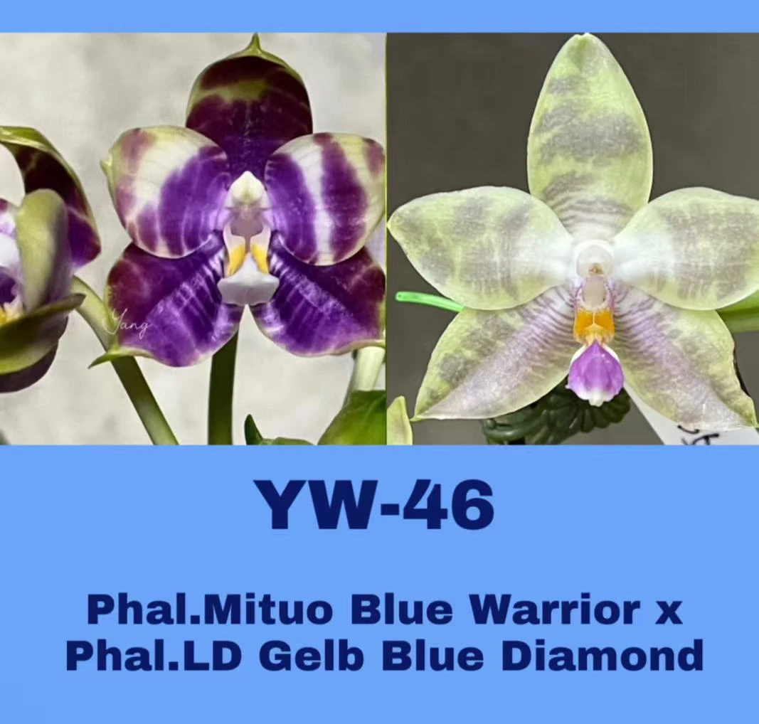 1.7寸 YW46弥陀蓝战士交蓝钻石-苗 (少根 叶瑕） 趣味 蝴蝶兰