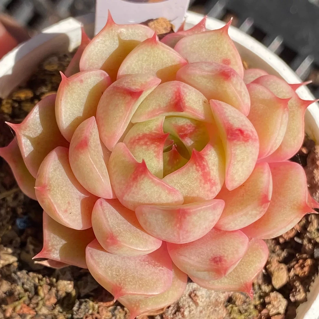 【满9.9包邮】苯巴蒂斯6.5cm盆多肉植物以直播间展示为主