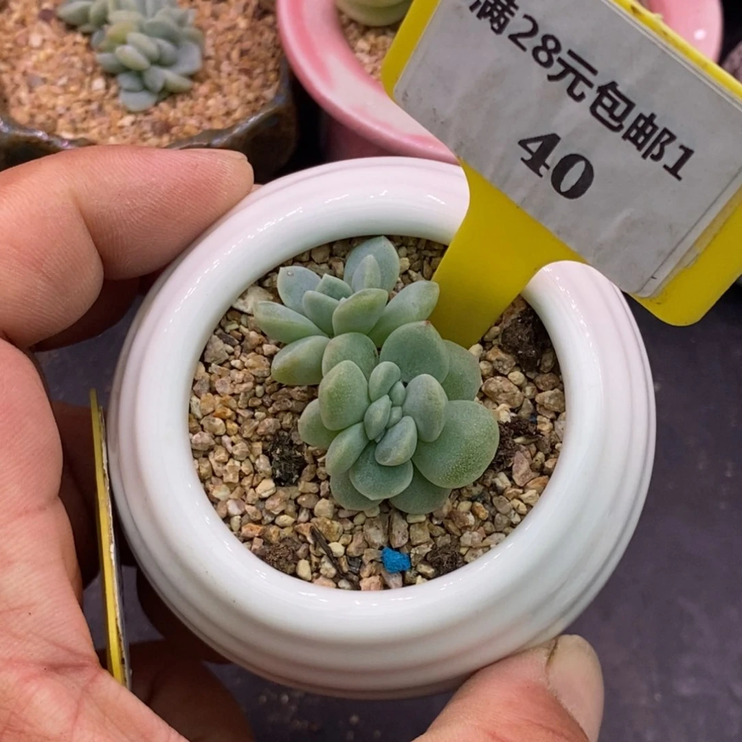 140冰玉缀化多肉植物