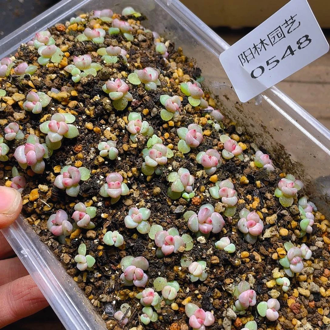 多肉植物多肉植物548