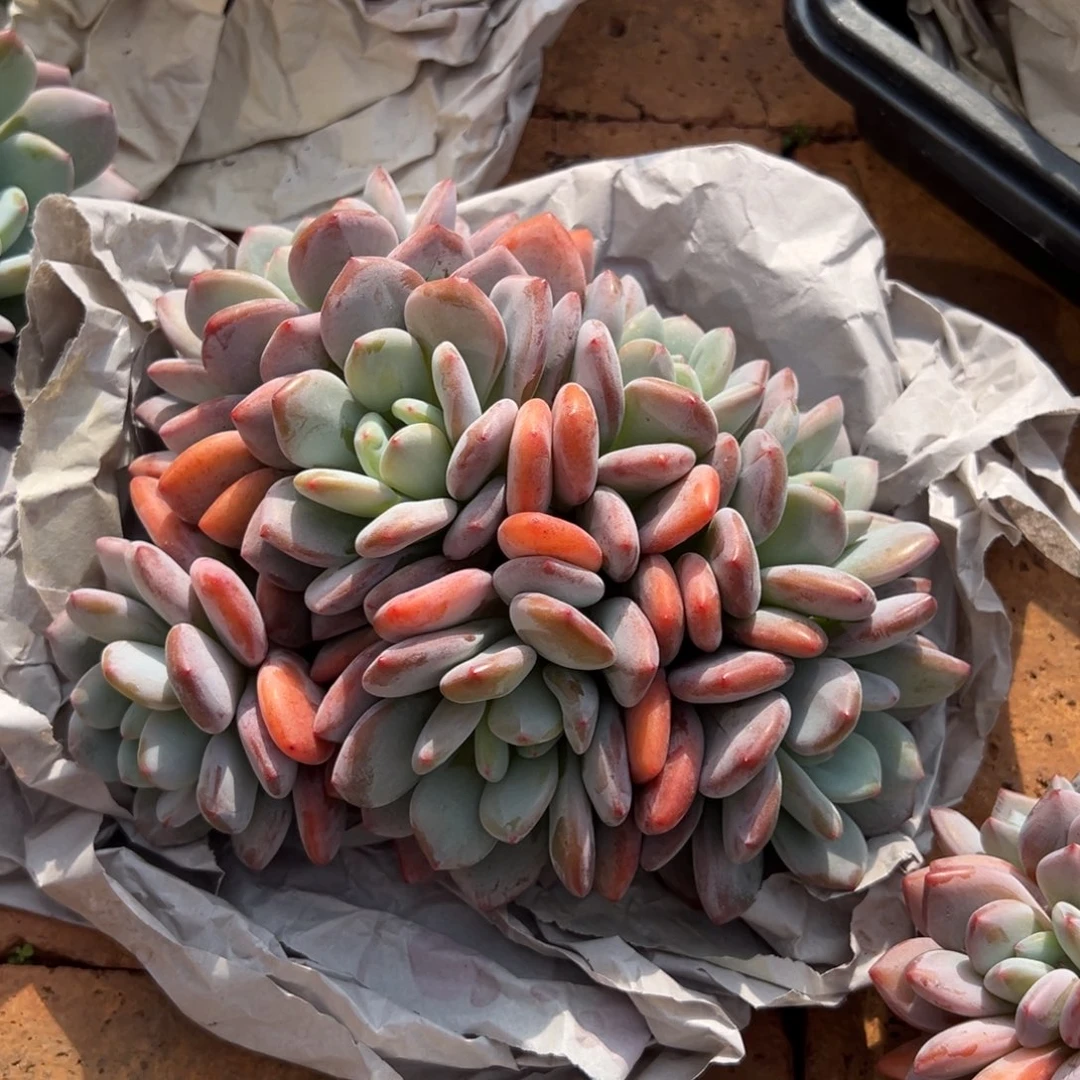 寄养26666666666666