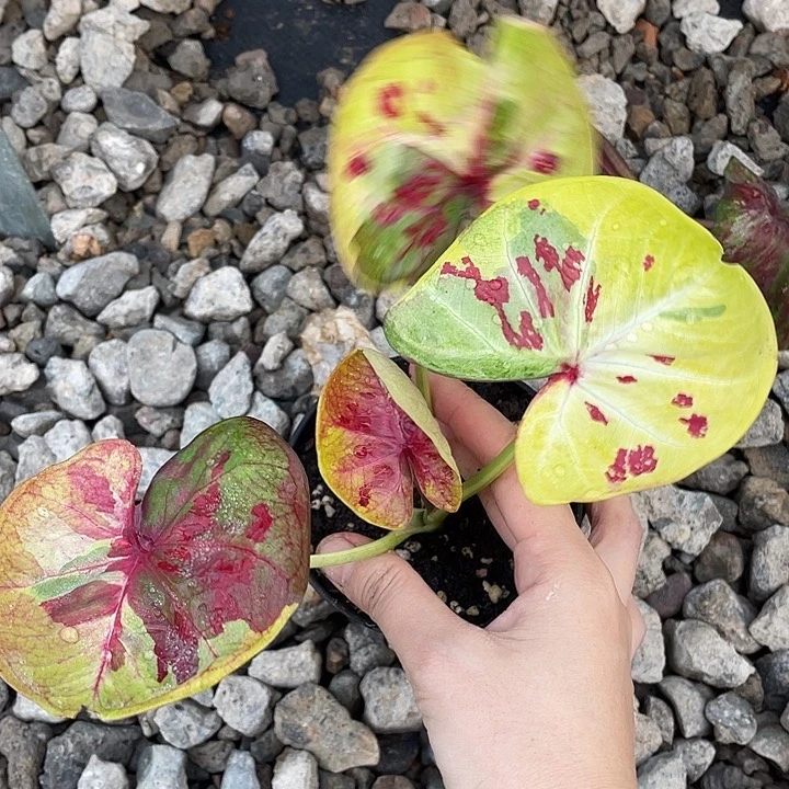 无花朵真神养定发货