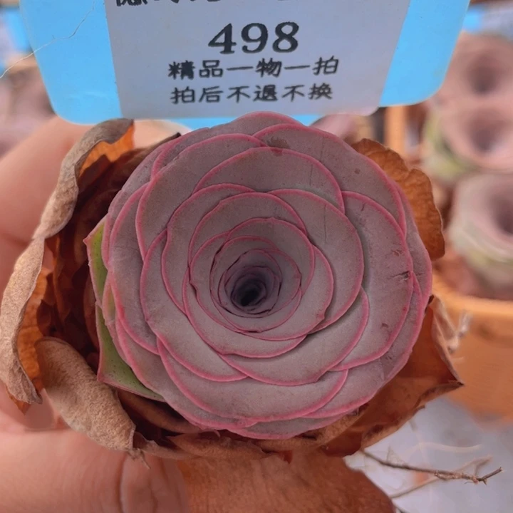 山地玫瑰498裸根发货不售后