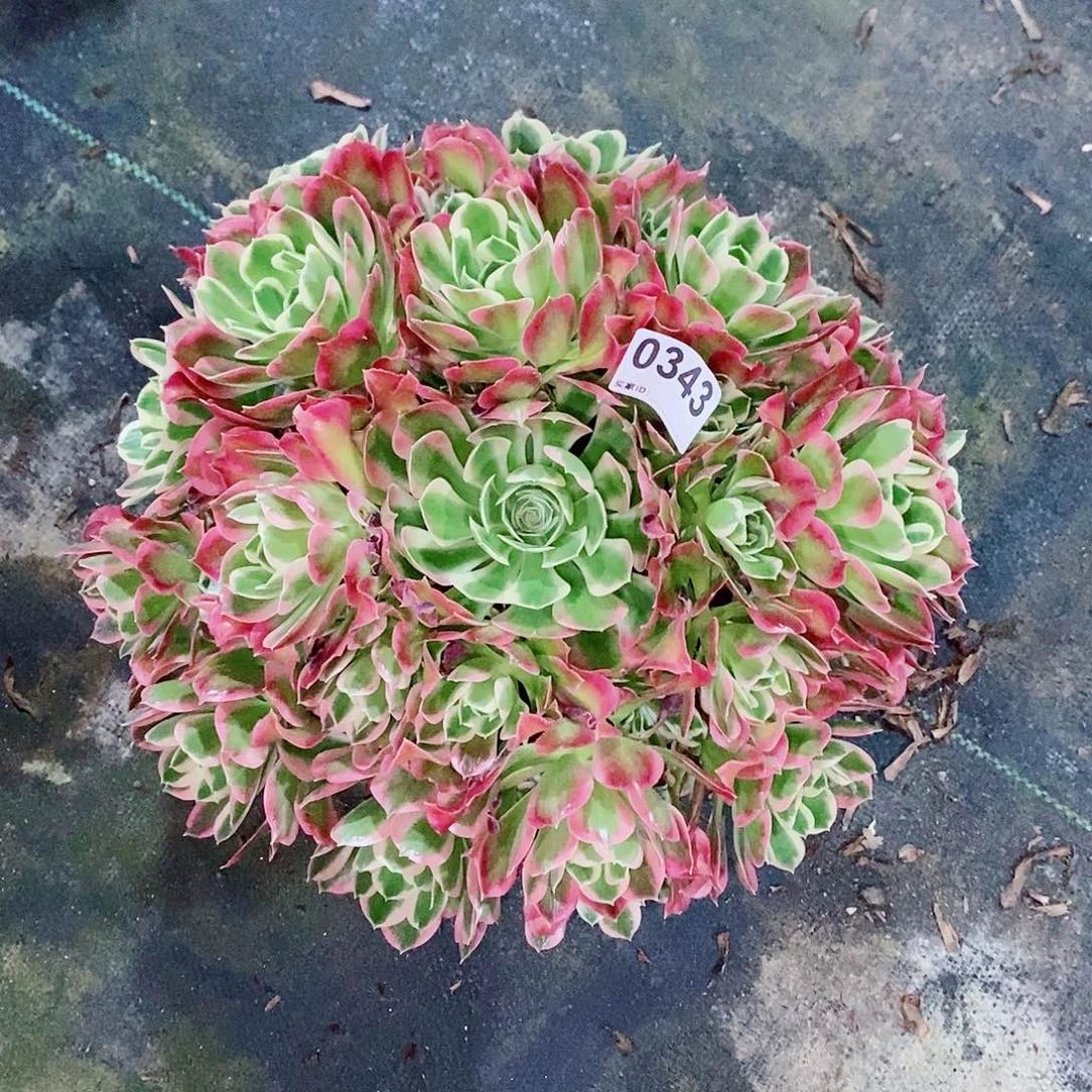 ?****?白凤343多肉1111