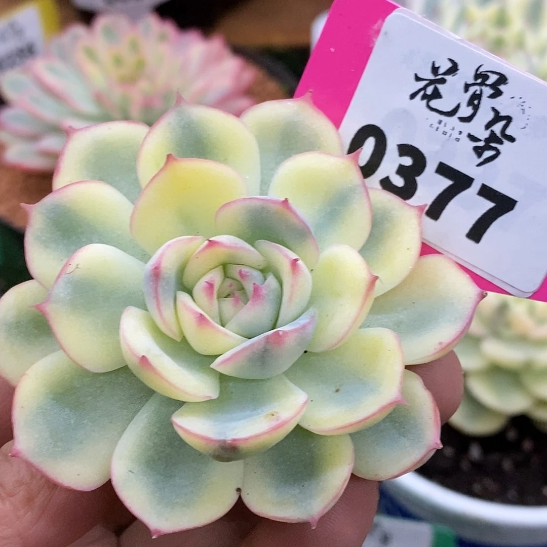 377侧影头盖哈哈哈哈哈哈哈