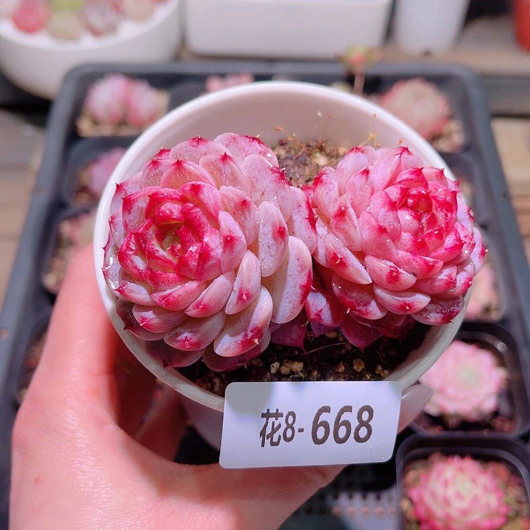 花利美8-668天鹅绒