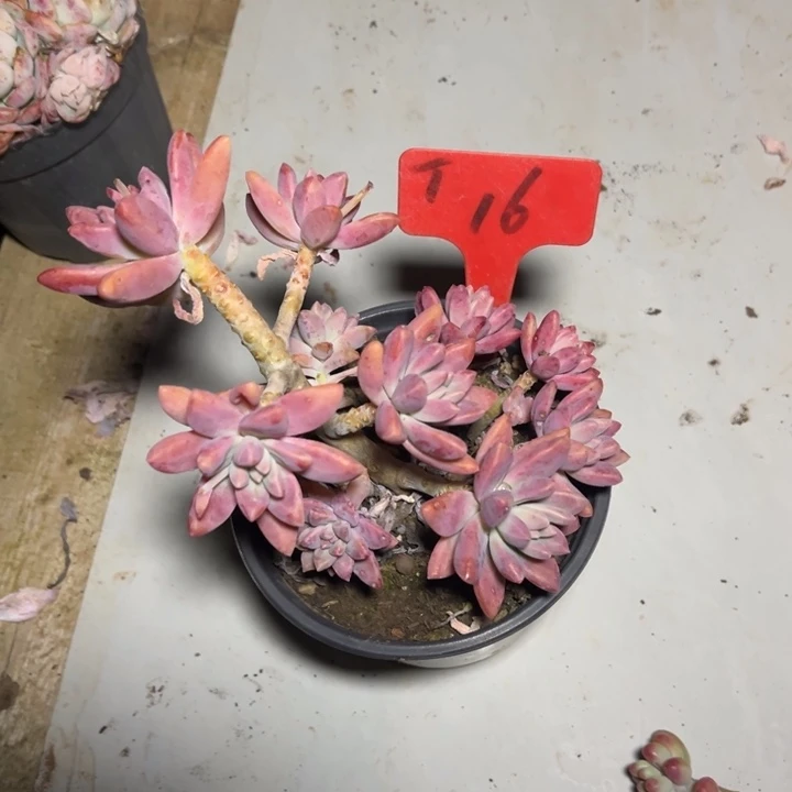 秋丽多肉植物1 6