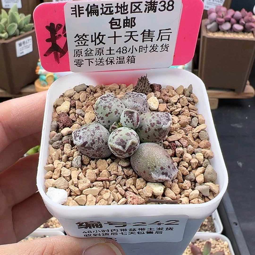 242达摩海豹多肉