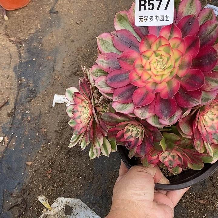 多肉植物荔枝577多肉