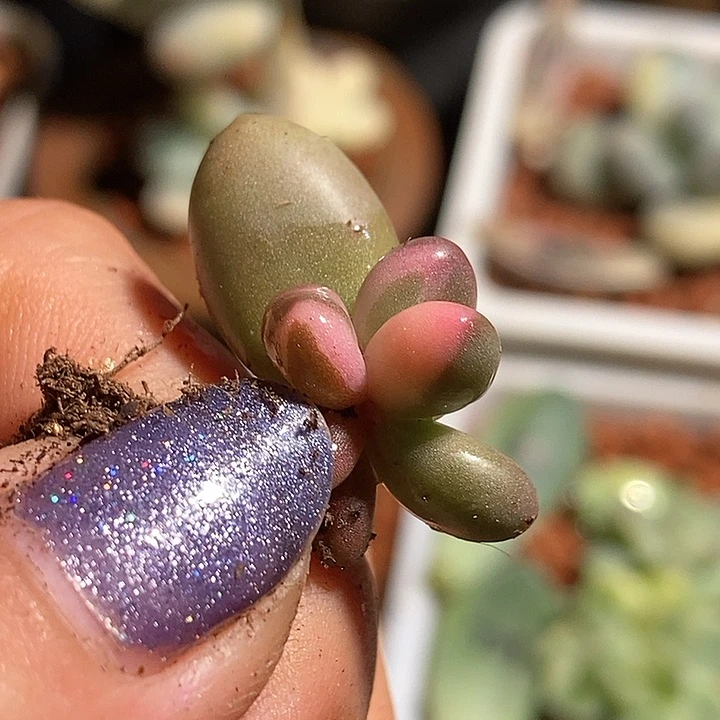 红手指锦多肉植物