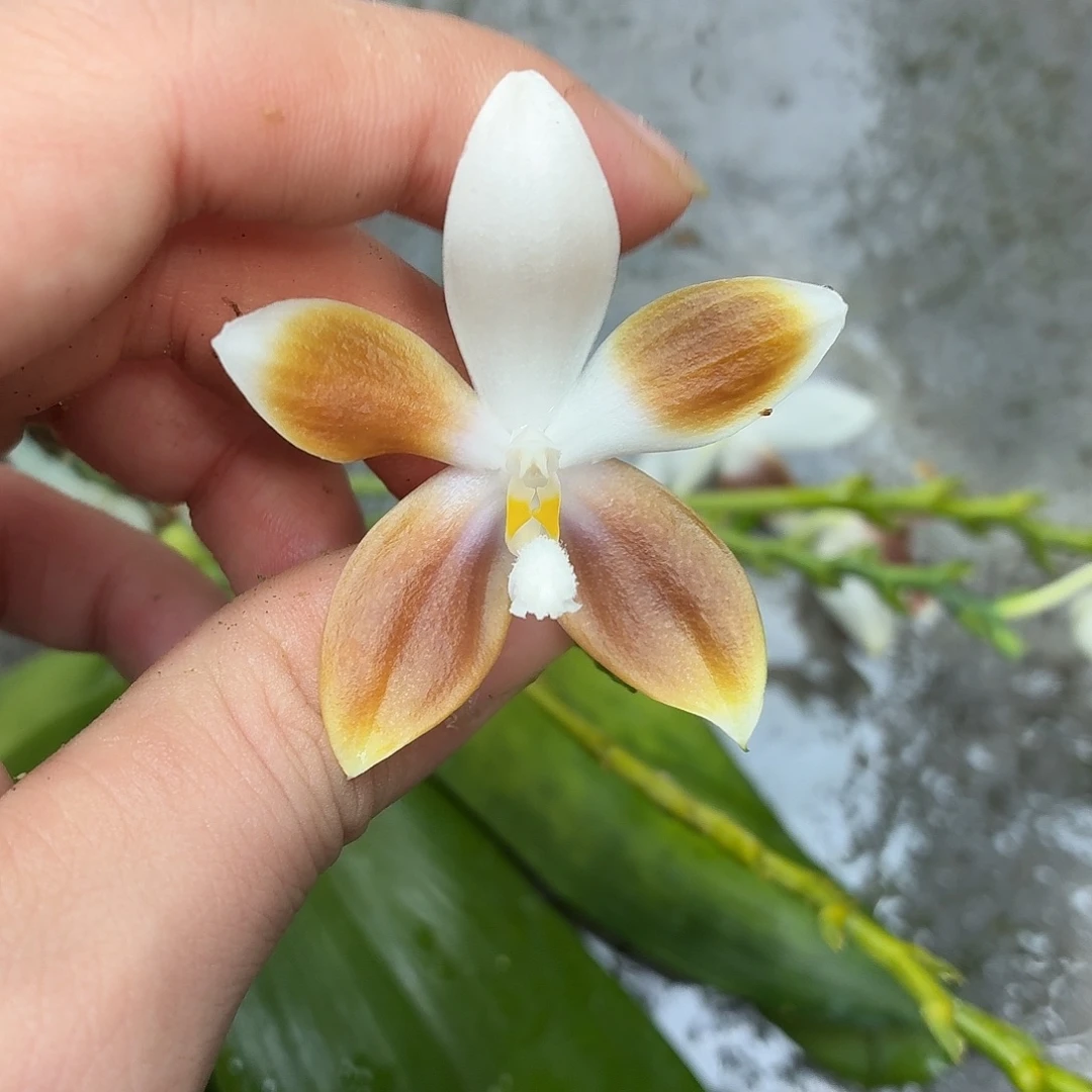 当前无花朵，栽培后可花朵A1852咖啡盾
