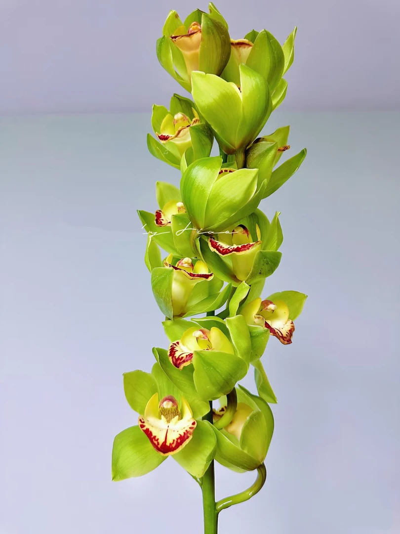 【绿色】大花蕙兰云南基地直发鲜切花发顺丰包邮居家装饰