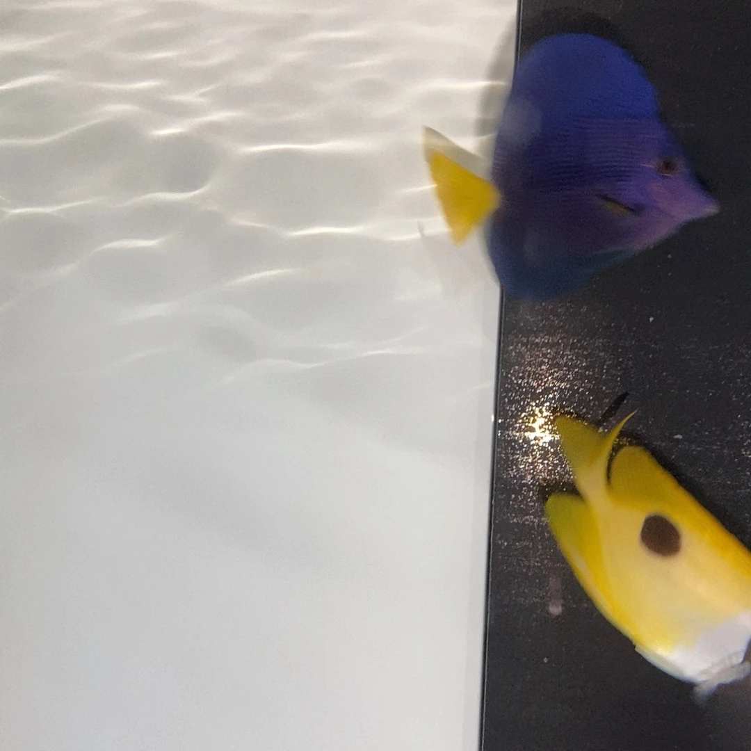 海水鱼紫吊7-8 海水观赏鱼