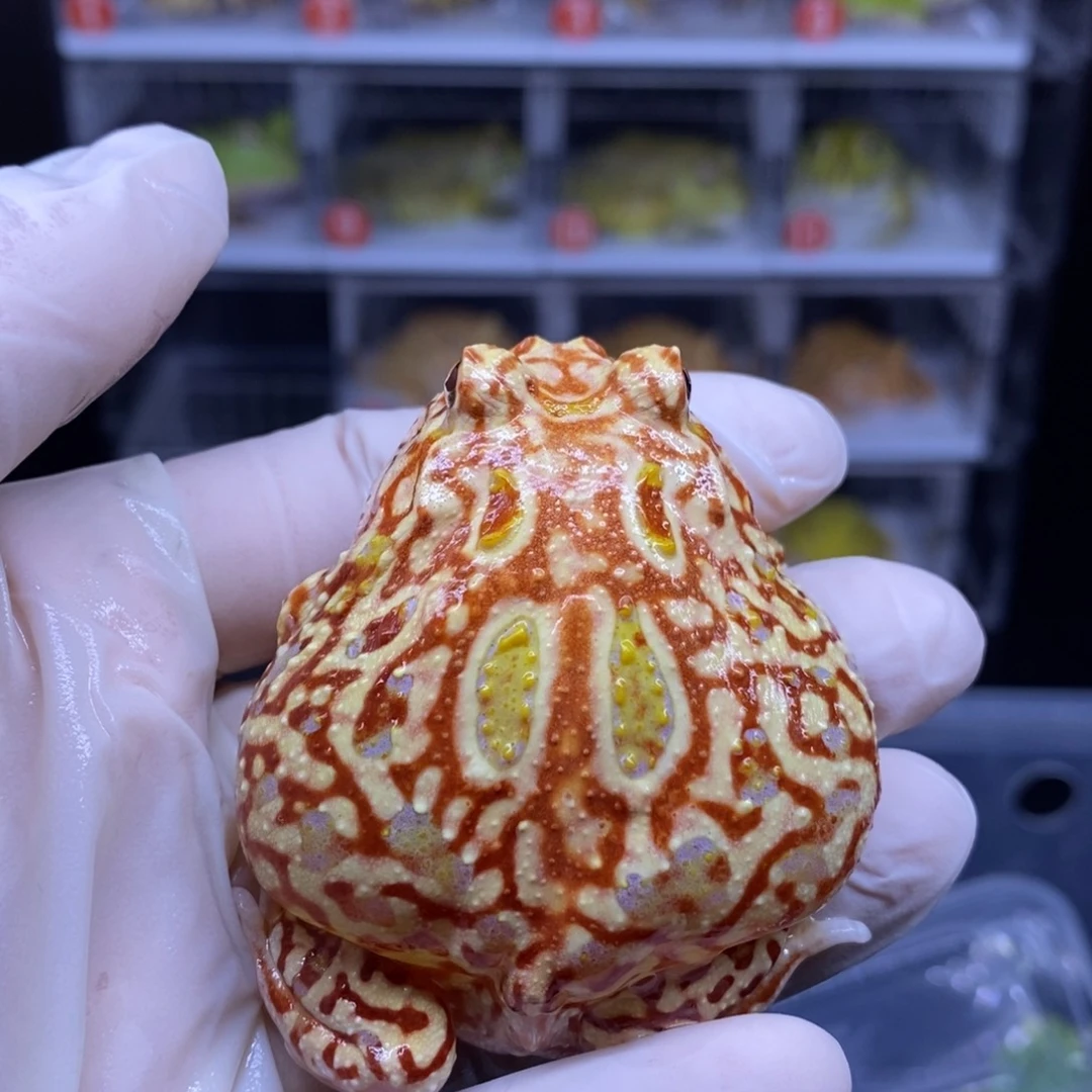 角蛙极品火龙角蛙闪购链接
