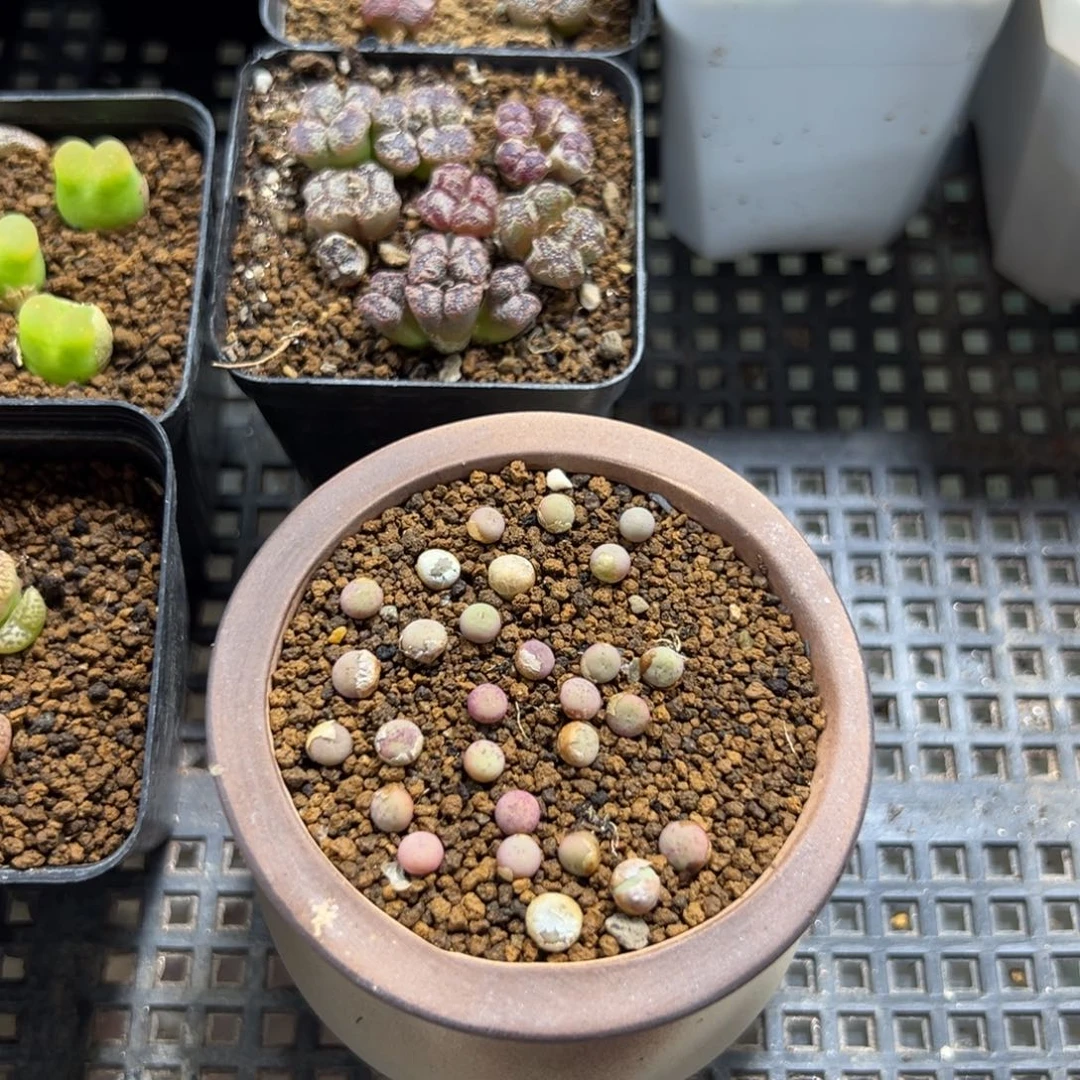 16-184量拍sh433v嘴小苗一颗