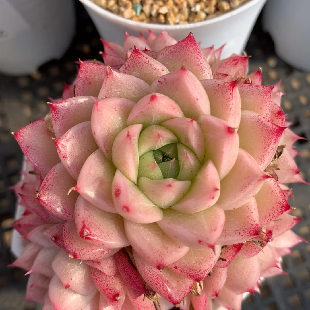 0310-36 麦杆优选