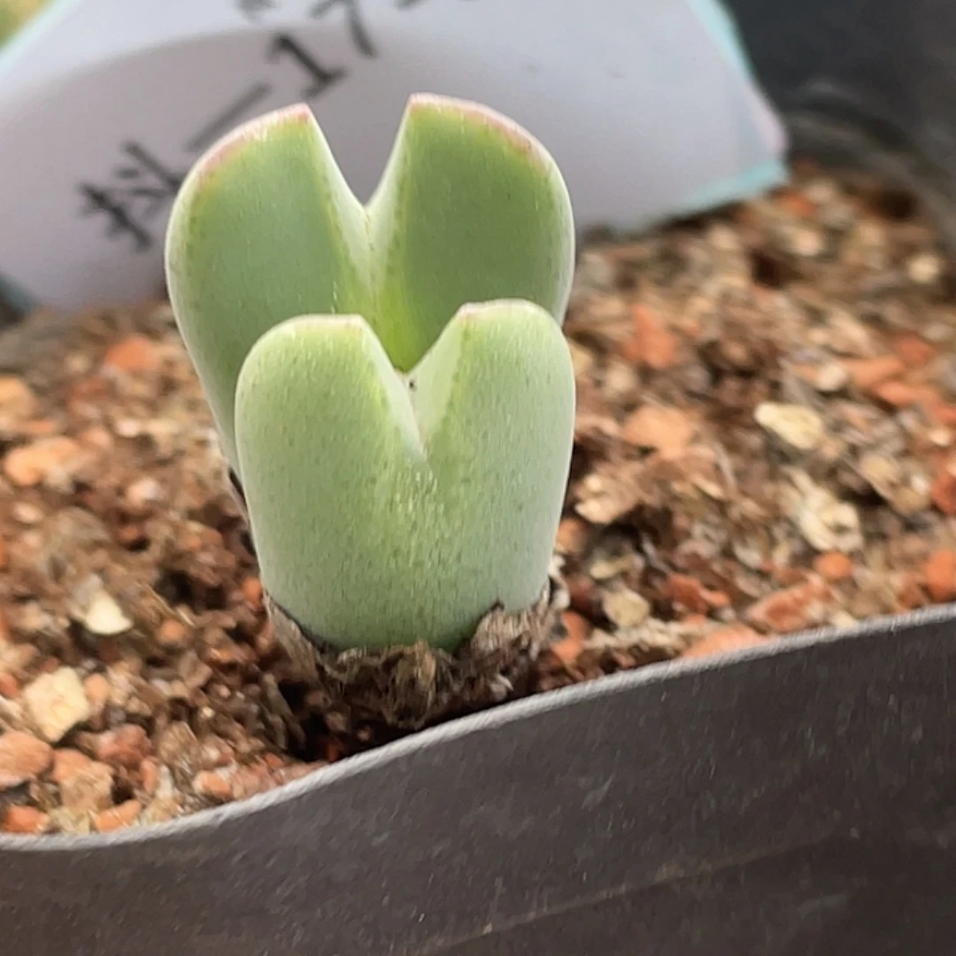 17-82毛将多肉植物肉锥