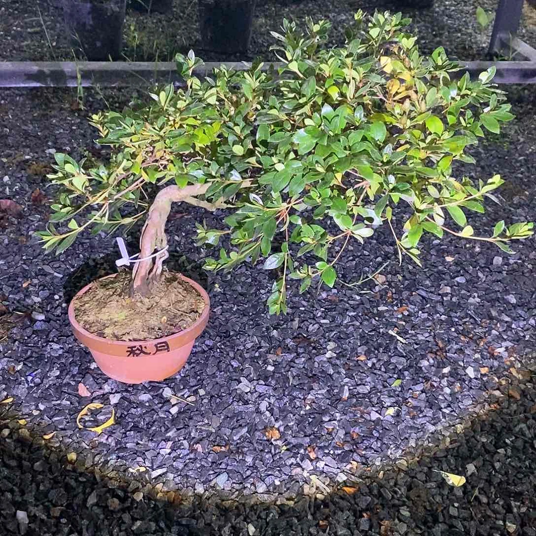 威**族杜鹃花包邮4883