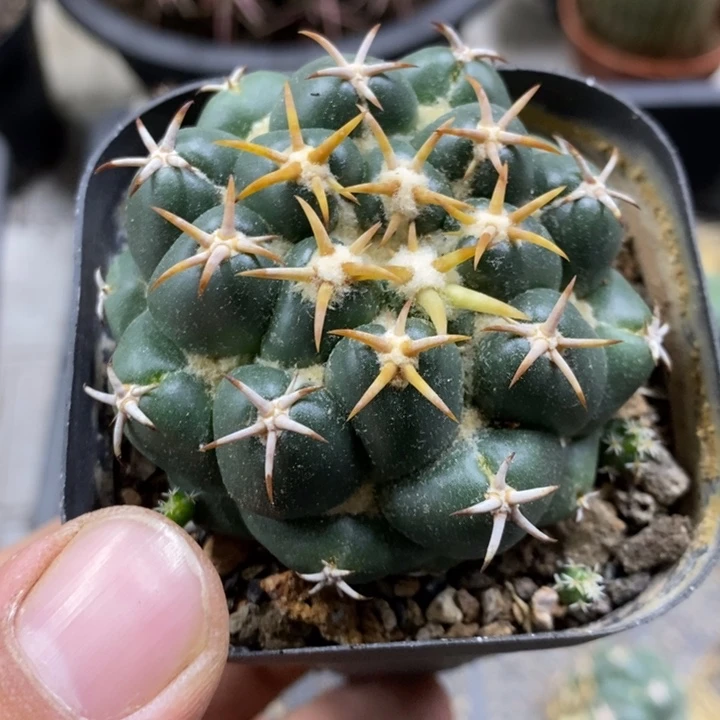 刘***军实生豪刺象牙特价6